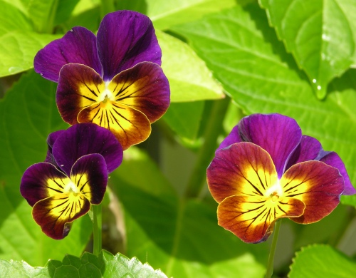 purple-yellow-pansies-for-web