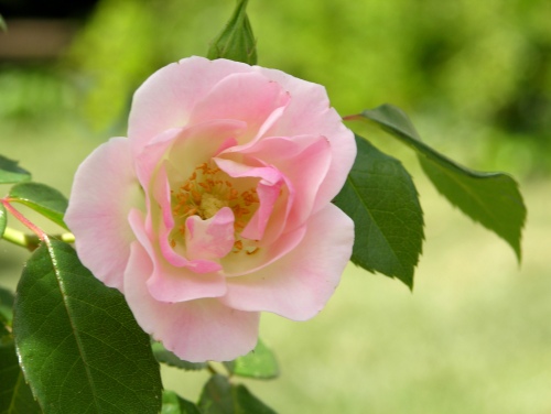 tiny-pink-rose-for-web