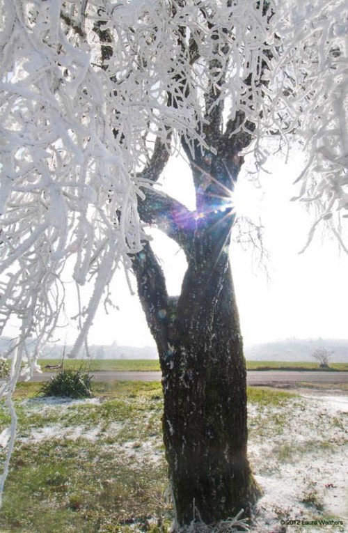 Frosty Tree